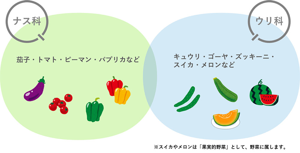 ナス科とウリ科