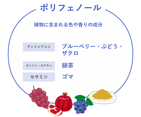 ポリフェノール
